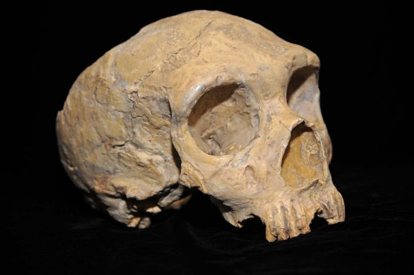 Neanderthal skull from the Forbes Quarry. (Image: AquilaGib via WikiCommons)