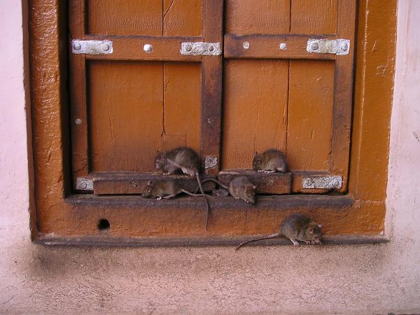The entire northern part of China was infested with rats. (Image: maxpixels / CC0 1.0)