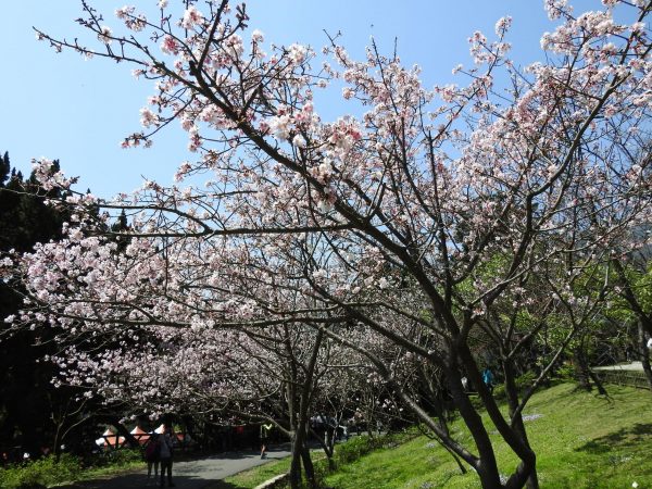 Cherry blossoms in Yangmingshan National Park. (Image: Billy Shyu / Visions Times)