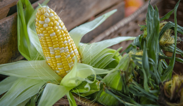 The vitamin content in corn is very high, 5-10 times more than that of rice and wheat. (Image: via pixabay / CC0 1.0)