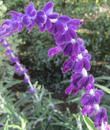 Sage is an aromatic plant, has strong vitality and proves resistant to plant diseases and insect pests. (Image: The Epoch Times)