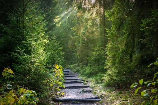 It is not easy to accurately estimate the cooling benefit from global greening because of the complex interconnected nature of the climate system, the researchers say. (Image: via pixabay / CC0 1.0)