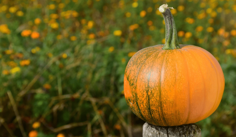 Pumpkin is one of the ideal foods to eat during autumn.