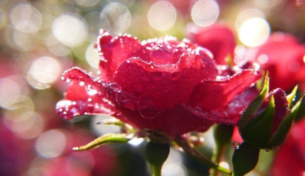 Boosting memory is only one of the potential advantages of rose aromatherapy.