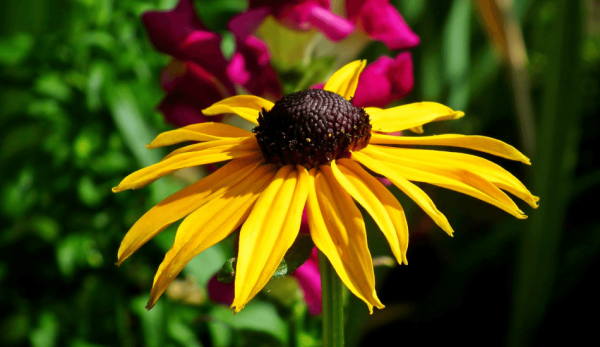 (Image via pixabay / CC0 1.0)