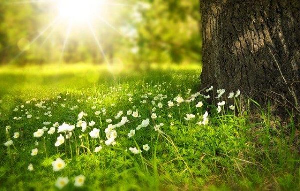 Green leaves convert sunlight to sugars while replacing carbon dioxide in the air with water vapor, which cools the Earth’s surface. (Image: via pixabay / CC0 1.0)