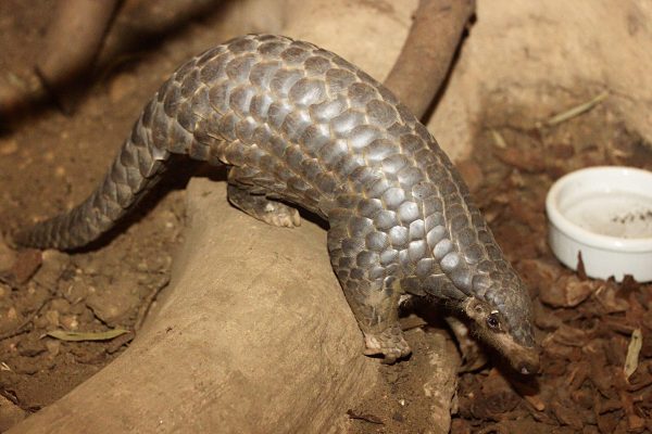 The CCP first claimed that the novel coronavirus jumped from bats to humans, then said that pangolins were a likely vector. (Image: Zoo Leipzig/Public Domain)