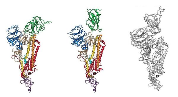 The "spike protein" found in the SARS-CoV-2 coronavirus. (Image: Wrapp, Wang et al. / UT-Austin / NIH via Science / AAAS)