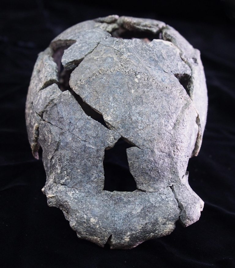 The DAN5 Homo erectus cranium.