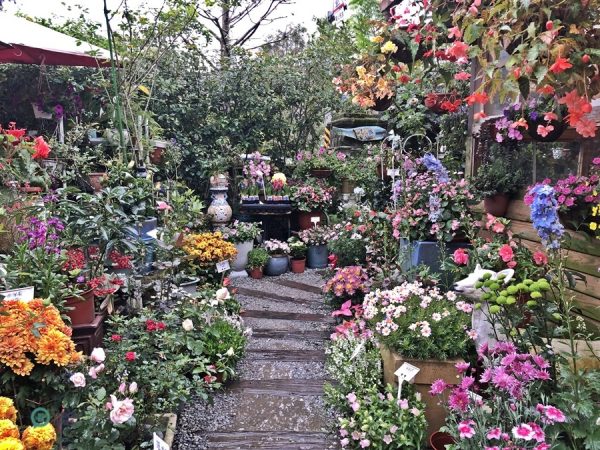 There are a wide variety of beautiful flowers and plants packed in the small square in front of the pizza cafe. (Image: Billy Shyu / Vision Times)