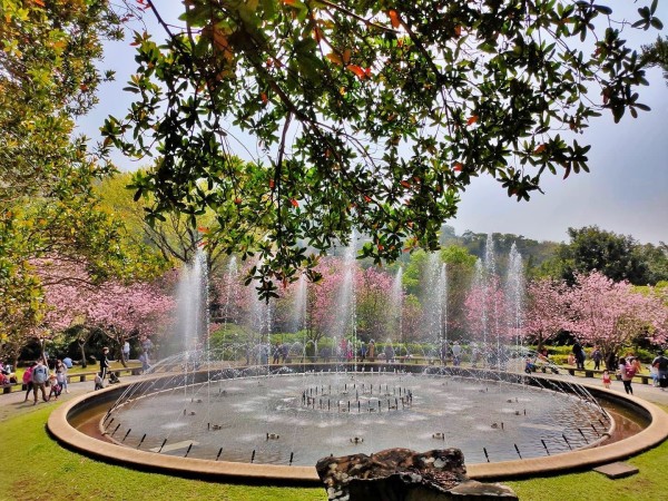 The fountain in Yangming Park is surrounded by many cherry trees. (Image: Courtesy of Shieh Ching-Fu.)