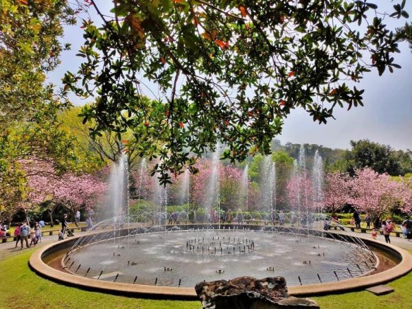 The fountain in Yangming Park is surrounded by many cherry trees. (Image: Courtesy of Shieh Ching-Fu.)