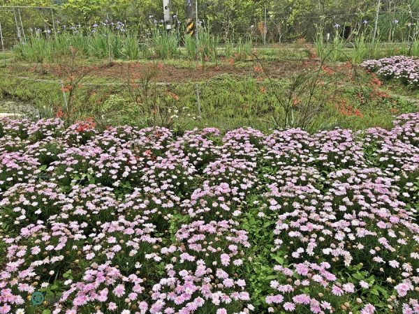 There are a variety of other beautiful flowers in the Wisteria Coffee Plantation. (Image: Billy Shyu / Vision Times)