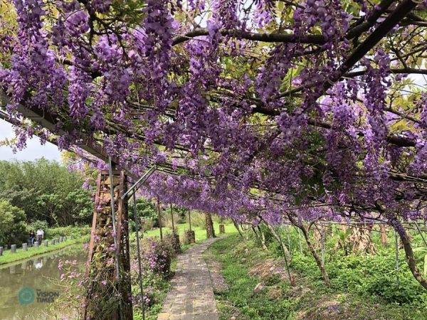 The wisteria tunnel along a small pond in the Wisteria Coffee Plantation's Shui Yuan Park. (Image: Julia Fu / Vision Times)