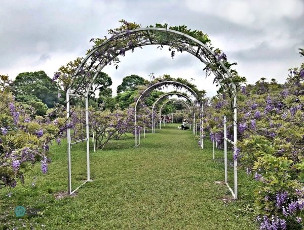 The wisteria trees in the Wisteria Coffee Plantation's Shui Yuan Park. (Image: Julia Fu / Vision Times)