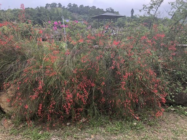 The Firecracker plant (爆仗竹) in the Purple Vine Coffee Garden in northern Taiwan. (Image: Billy Shyu / Vision Times)