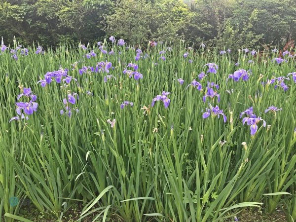 The beautiful iris flowers at the Purple Vine Coffee Garden in northern Taiwan. (Image: Billy Shyu / Vision Times)