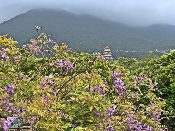 The Wisteria Coffee Plantation’s Shui Yuan Park is a popular spot for flower enthusiasts . (Image: Billy Shyu / Vision Times)