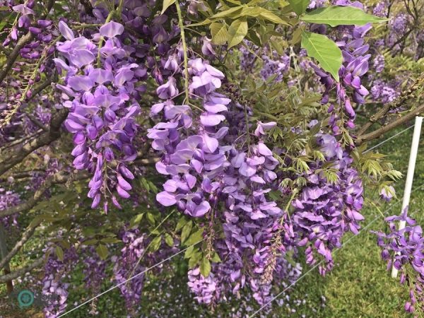The beautiful wisteria flowers in the Wisteria Coffee Plantation's Shui Yuan Park. (Image: Billy Shyu / Vision Times)