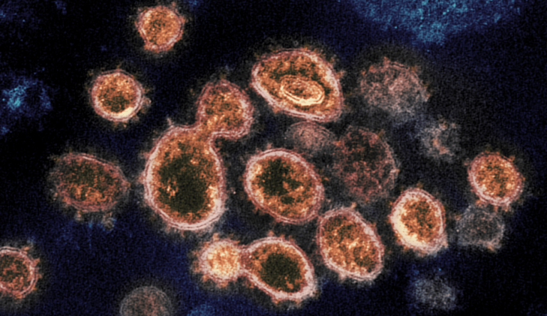 The coronavirus has spiky projections on the surface and uses spike proteins to infect host cells.