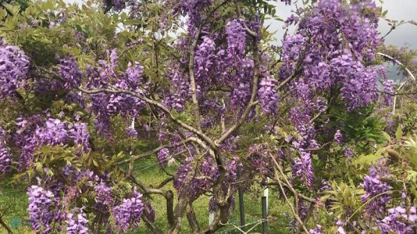 The beautiful wisteria tree at the Wisteria Coffee Plantation. (Image: Billy Shyu / Vision Times)