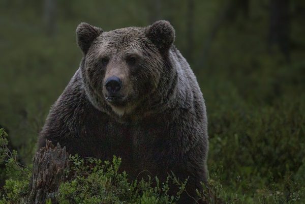 UCPH researchers investigated the development of the US trade in wildlife products from 1979-2014. They discovered an increase in the number of illegal wildlife products confiscated, as well as that, while some animals have become more popular. (Image: via pixabay / CC0 1.0)