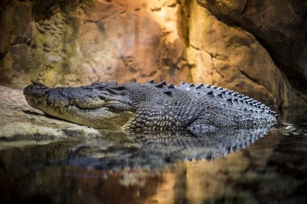 Some of the increasingly popular illegal wildlife items that smugglers try to import include parts from bears, cetaceans, crocodiles, corals, snails and clams. (Image: via pixabay / CC0 1.0)