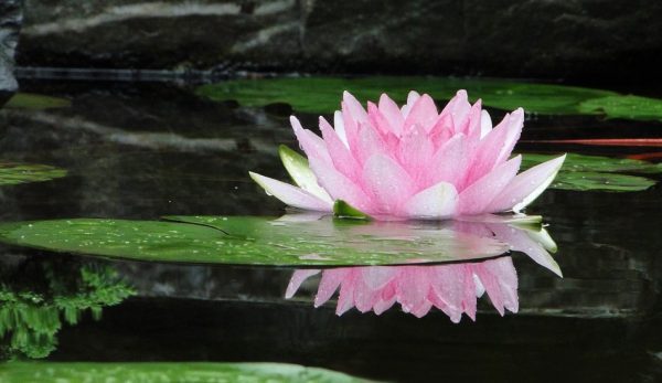 A lotus flower floating on a pond.