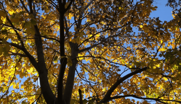 Ye asked the villager to pick up the discarded olive pits in town, plant them in the ground, and when the saplings grew strong, let him know. (Image: Screenshot / YouTube)
