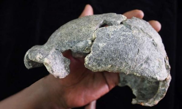 The DAN5 cranium. (Image: Dr. Michael J. Rogers, Southern Connecticut State University)