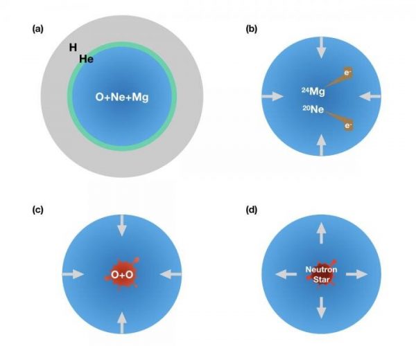Figure 2: (a) A star core contains oxygen, neon, and magnesium. Once the core density becomes high enough, (b) magnesium and neon begin eating electrons and inducing a collapse. (c) Then oxygen burning is ignited and produces iron-group-nuclei and free-protons, which eat more and more electrons to promote further collapse of the core. (d) Finally, the collapsing core becomes a neutron star in the center, and the outer layer explodes to produce a supernova. (Image: Zha et al.)