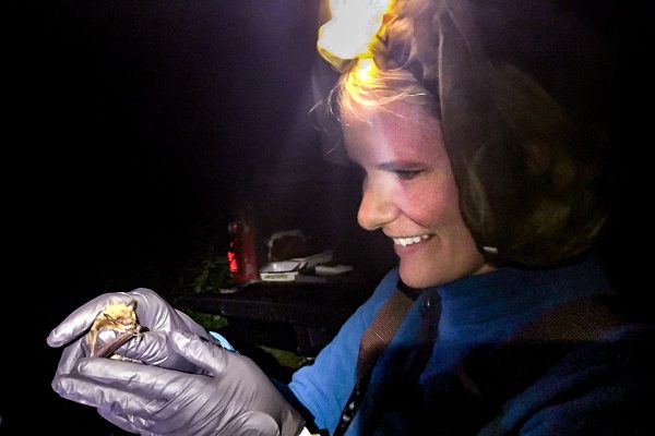 Illinois Natural History Survey wildlife biologist Tara Hohoff holds a bat during mist netting to collect data on bat populations in central Illinois. (Image: Steve Taylor)