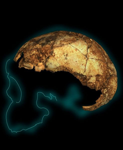 DNH 134 cranium with styalised projection of the outline of the rest of the skull. (Image: Andy Herries, Jesse Martin and Renaud Joannes-Boyau)