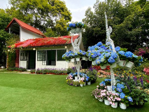 The flower leisure farm is tastefully decorated with hydranea and other beautiful flowers. (Image: Courtesy of Flower Home Leisure Farm)