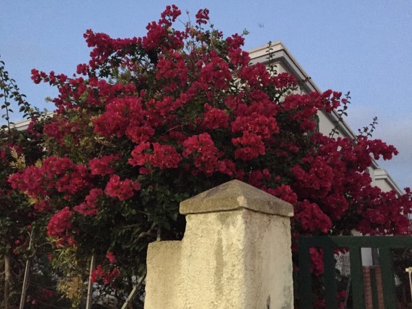 Every year the blossoming nature reminds us, with its powerful beauty, that life cannot be stopped. (Image: Laura Cozzolino0)