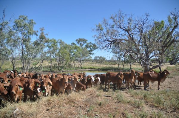 Yakka Munga Cattle Station in the Kimberley was acquired by Zenith, a Chinese company, which completely disregarded the eco system and with no permit or consultation with the local community, cleared 120 hectares of land, diverting rain water and starting excavation works. Image: https://pixabay.com/photos/animal-herd-nature-cattle-3292033/