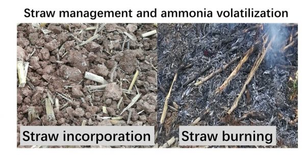Straw management and ammonia volatilization. (Image: Zhou Minghua)