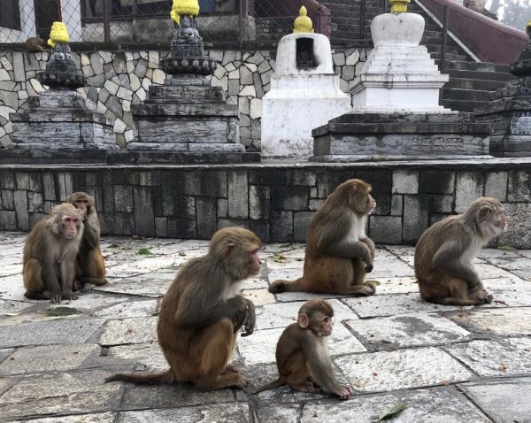 Rhesus macaques at Kathmandu, Nepal temple. (Image: Christine Kreuder Johnson/UC Davis)