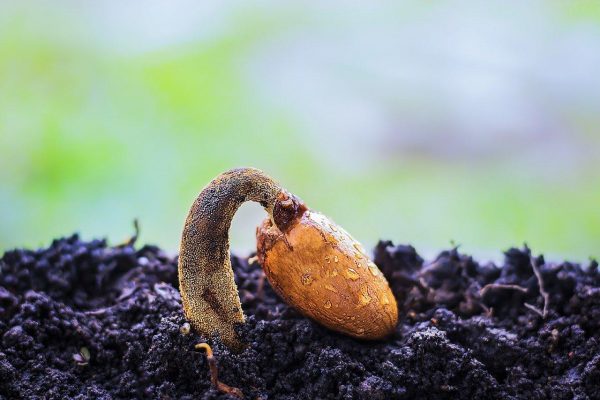 Do a germination test before deciding on which seeds you wish to plant. (Image: pixabay / CC0 1.0)