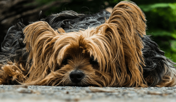 (Image via pixabay / CC0 1.0)