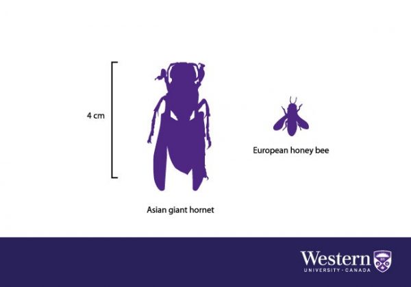 (Image: University of Western Ontario)