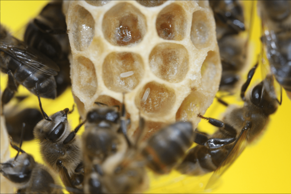 Cape honey bee workers laying parasitic eggs on a queen cell. (Image: Benjamin Oldroyd)