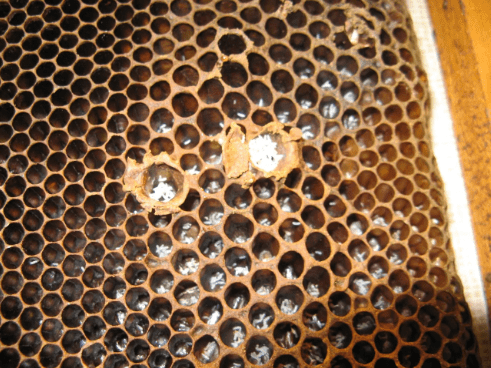 Masses of parasitic eggs laid by parasites in a dying colony. (Image: Benjamin Oldroyd)