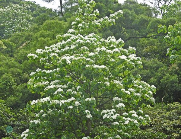In April and May hills around the country turn white thanks to the Tung Blossoms. (Image: Billy Shyu / Vision Times)