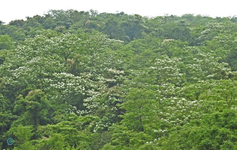 Hilltops in Taiwan are covered by snow-white Tung blossoms in early summer.