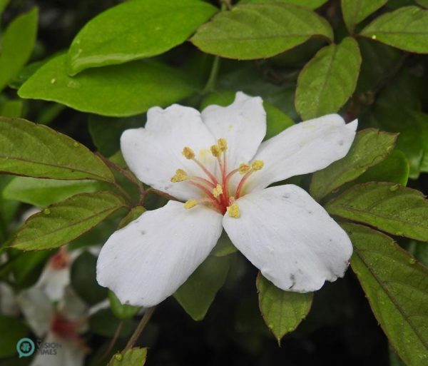 Tung blossom represents Hakka people's respect for nature and their frugal attitude.(Image: Julia Fu / Vision Times)