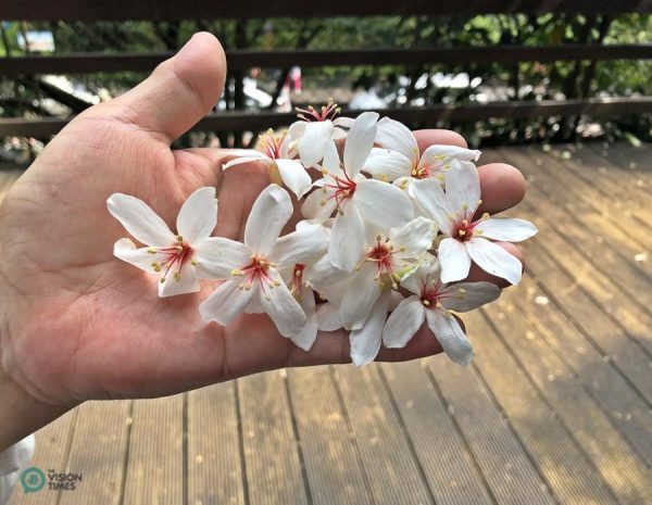 Tung Blossoms are favored for their beautiful appearance and pristine snow-white color. (Image: Billy Shyu / Vision Times)