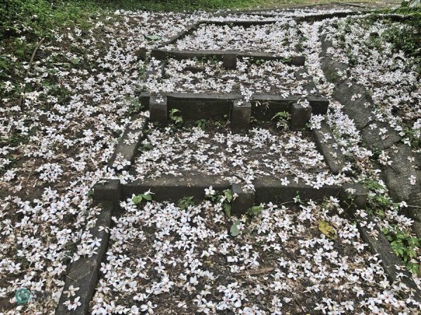 Many hiking trails are blanketed by Tung blossoms. (Image: Julia Fu / Vision Times)