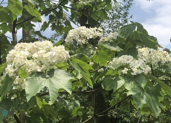 The Tung Blossoms in northern Taiwan's Keelung City. (Image: Billy Shyu / Vision Times)
