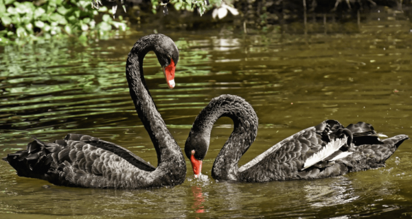 (Image via pixabay / CC0 1.0)